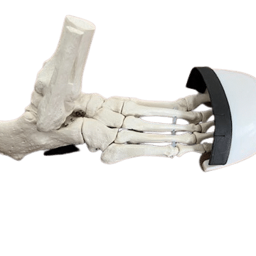 Fu&szlig;skelett in Zehenschutzkappe